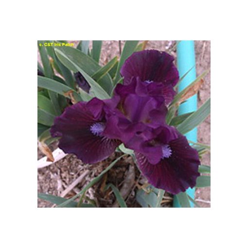 Iris pumila Black Olive