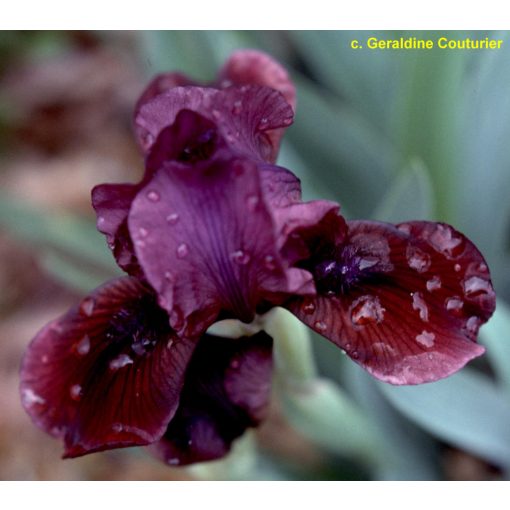 Iris pumila Clays Capers
