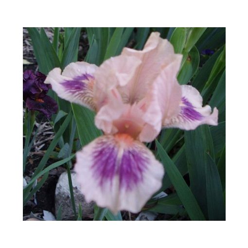 Iris pumila Kiwi Capers