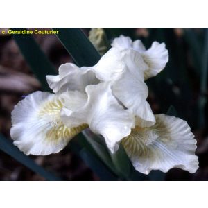 Iris pumila Nylon Ruffles