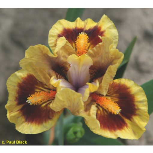 Iris pumila Paint Pots