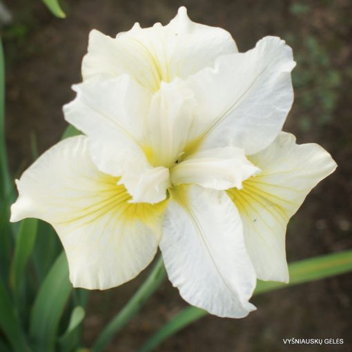 Iris siberica Moon Silk - Szibériai írisz