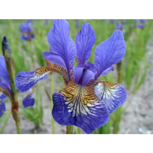 Iris siberica Persimmon