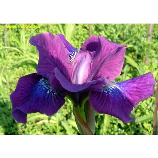 Iris siberica Active Duty - Szibériai írisz