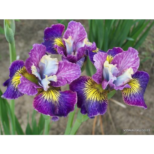Iris siberica Charming Billy - Szibériai írisz