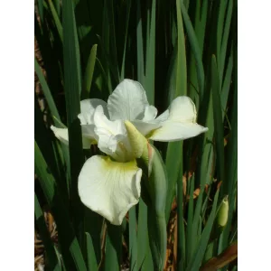 Iris siberica Dreaming Green - Szibériai nőszirom