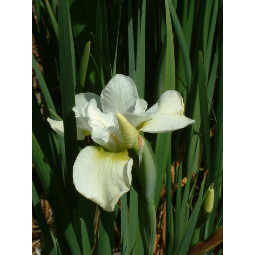 Iris siberica Dreaming Green - Szibériai írisz
