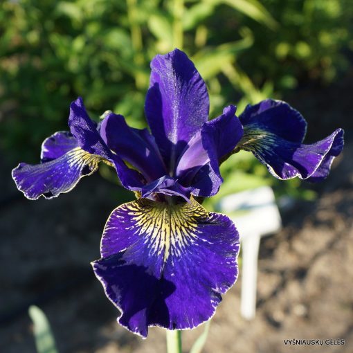 Iris siberica Golden Edge - Szibériai írisz