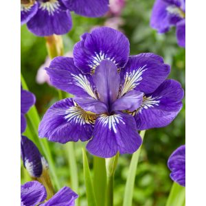 Iris siberica I See Stars - Szibériai írisz