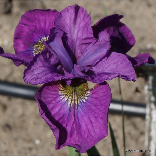 Iris siberica See Yoou Later - Szibériai írisz