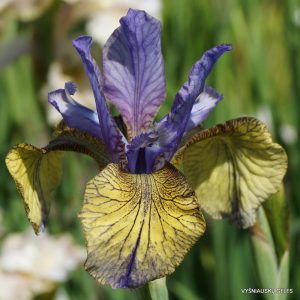 Iris siberica So Van Gogh