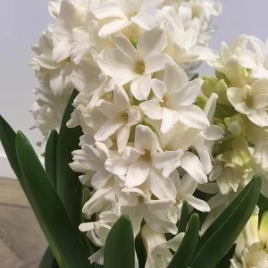 Hyacinthus Aiolos - Jácint