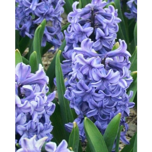 Hyacinthus Blue Star - Jácint