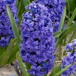 Hyacinthus Crystal Palace - Jácint