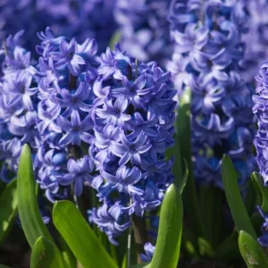 Hyacinthus Delft Blue - Jácint