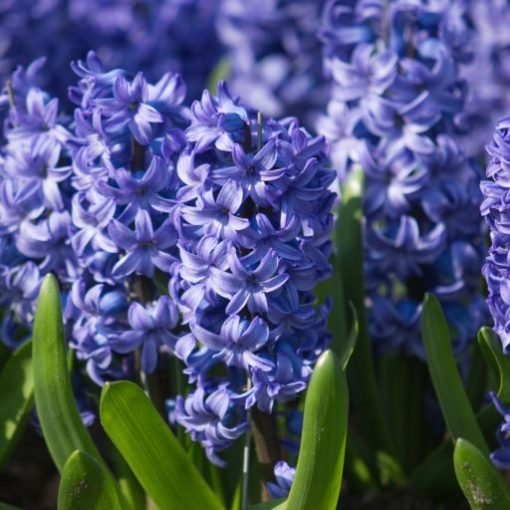 Hyacinthus Delft Blue - Jácint