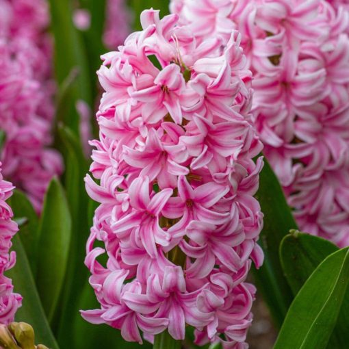 Hyacinthus Pink Pearl - Jácint
