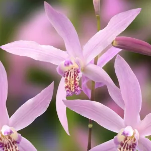 Bletilla ochracea 'Rickey' (I.) - Jácintorchidea