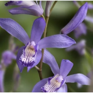 Bletilla striata Blue Dragon (I.) - Jácintorchidea