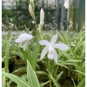 Bletilla striata variegata Alba - Jácintorchidea