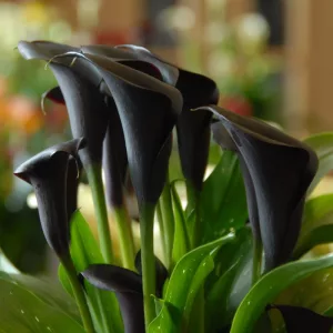 Zantedeschia Odessa - Kála
