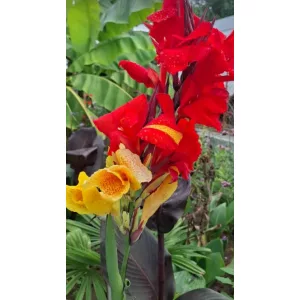 Canna Cleopatra (I.) - Kannavirág