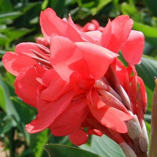 Canna Crimson Beauty (I.) - Kannavirág