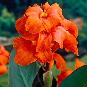 Canna Orange Beauty (I.) - Kannavirág