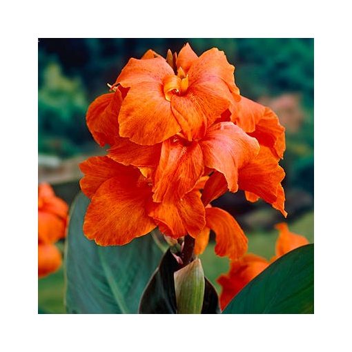 Canna Orange Beauty (I.) - Kannavirág