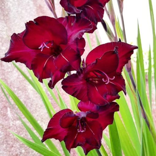 Gladiolus Black Surprise (12/+) - Kardvirág