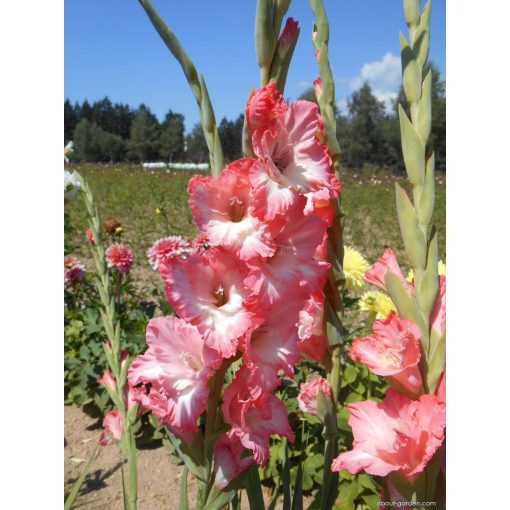 Gladiolus Cheops (12/+) - Kardvirág