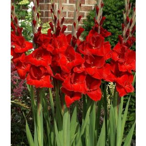 Gladiolus Oscar (12/+) - Kardvirág