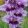 Gladiolus Passos (12/+) - Kardvirág