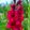 Gladiolus Plum Tart (12/+) - Kardvirág