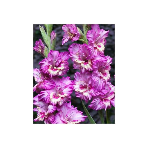 Gladiolus Tango (12/+) - Kardvirág