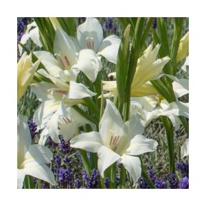Gladiolus colvillei Albus (10/+) - Kardvirág