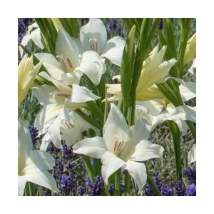 Gladiolus colvillei Albus - Kardvirág