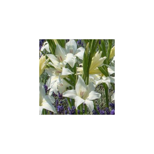 Gladiolus colvillei Albus (10/+) - Kardvirág