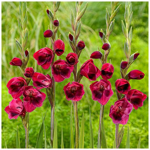 Gladiolus papilio Ruby (I.) - Kardvirág
