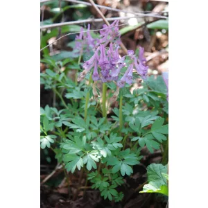 Corydalis solida - Keltike