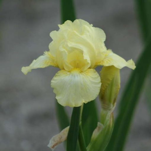 Iris germanica Maui Moonlight - Kerti nőszirom