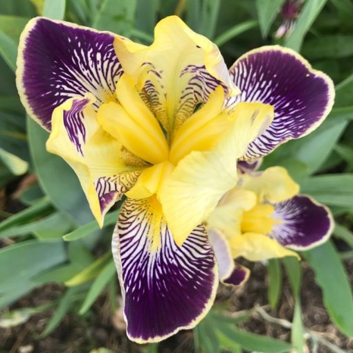 Iris germanica Nibelungen - Kerti nőszirom