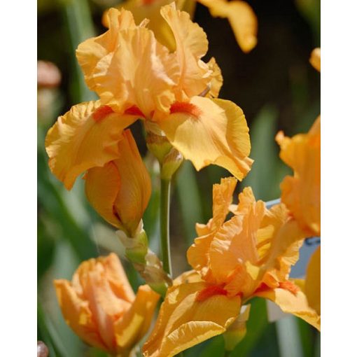Iris germanica Orange - Kerti nőszirom