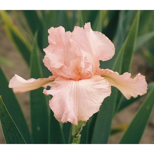 Iris germanica Pink - Kerti nőszirom