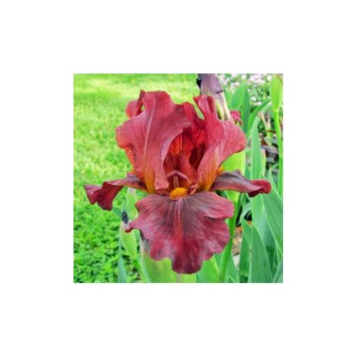 Iris germanica Red Zinger - Kerti nőszirom