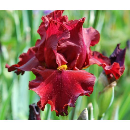 Iris germanica Red - Kerti nőszirom