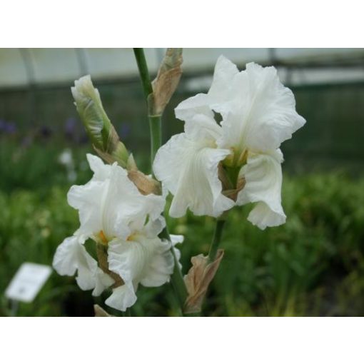 Iris germanica White - Kerti nőszirom