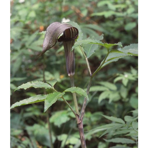Arisaema serratum (I.) - Kontyvirág