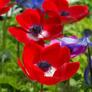 Anemone coronaria Hollandia - Koronás szellőrózsa