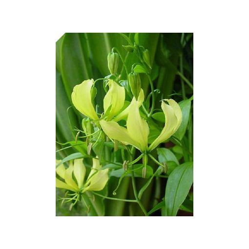 Gloriosa superba Greenii (10/+) - Koronásliliom